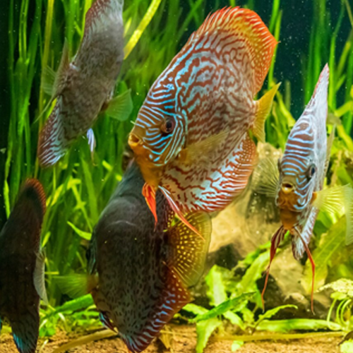 Tips and Tricks for Healthy, Happy Fish