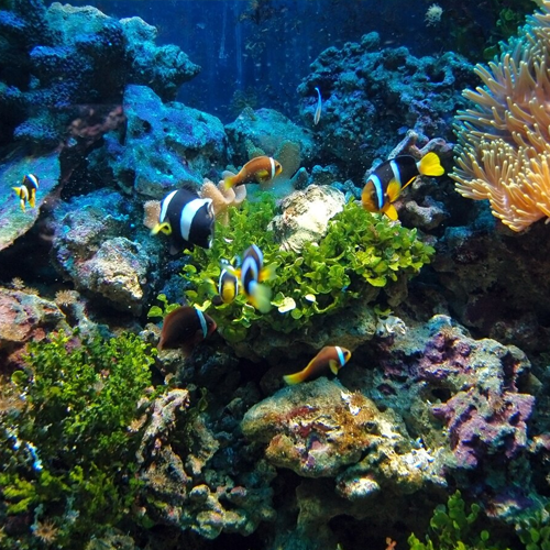 The Ultimate Guide to Fish Care