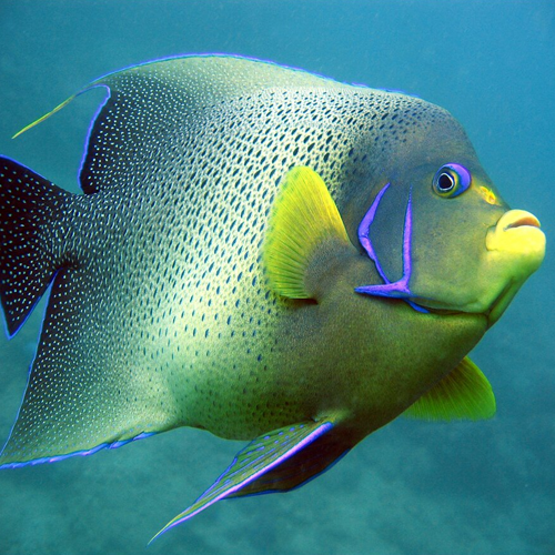 Choosing the Right Fish for Your Aquarium